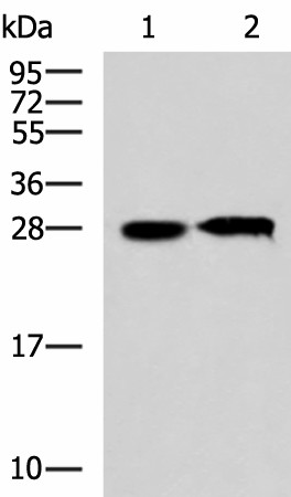 Western blot analysis of 293T cell lysates  using CCDC134 Polyclonal Antibody at dilution of 1:800