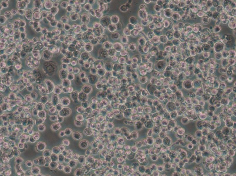 Sf21 Cell Complete Medium - 4