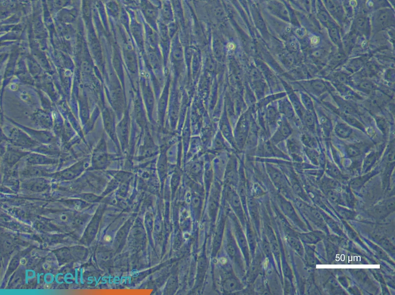 Human Dental Pulp Stem Cell Complete Medium - 5