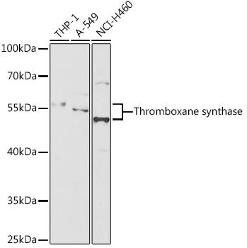 Western blot analysis of extracts of various cell lines using Thromboxane synthase Polyclonal Antibody at 1:1000 dilution.