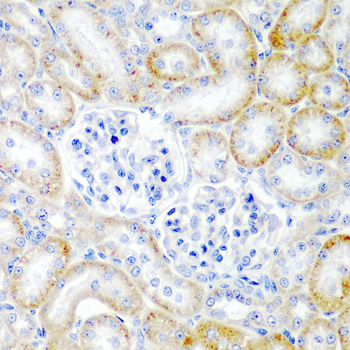 Immunohistochemistry of paraffin-embedded Rat kidney using RLN2 Polyclonal Antibody at dilution of 1:200 (40x lens).