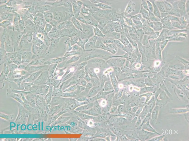 SW872 (L15) Cell Complete Medium - 6