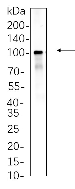 Recombinant Endoplasmin Monoclonal Antibody-searchlist-1