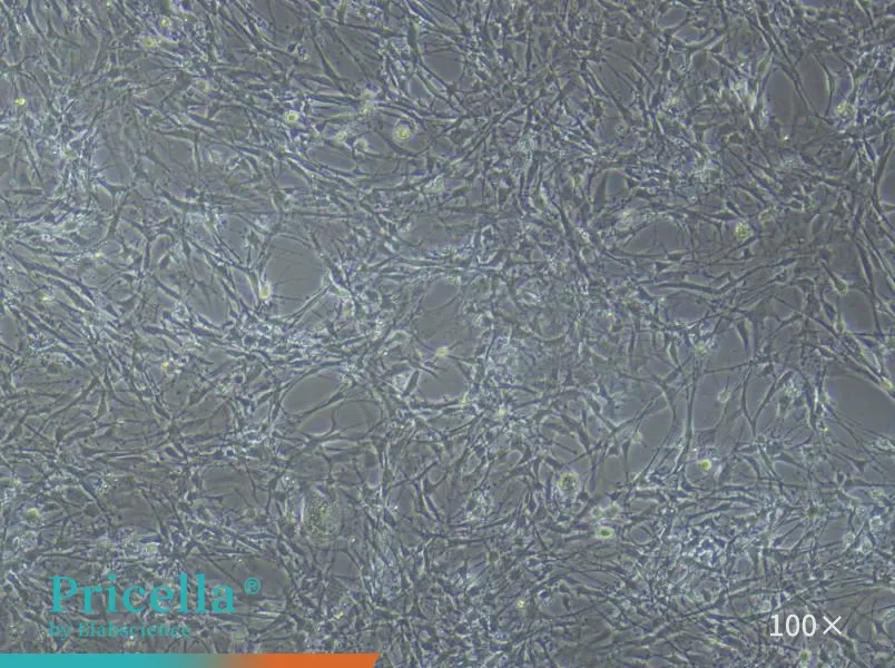 Rat Astrocyte Cells Isolation and Culture Kit - small - 4