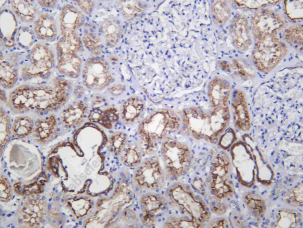 Recombinant PTGES2 Monoclonal Antibody - 2