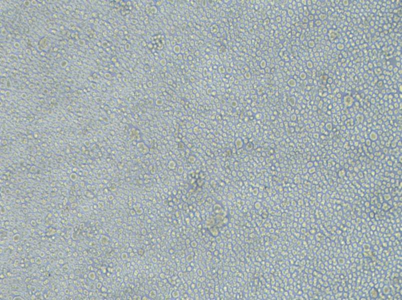 LP-1 Cell Complete MediumLP-1 Cell Complete Medium - 3