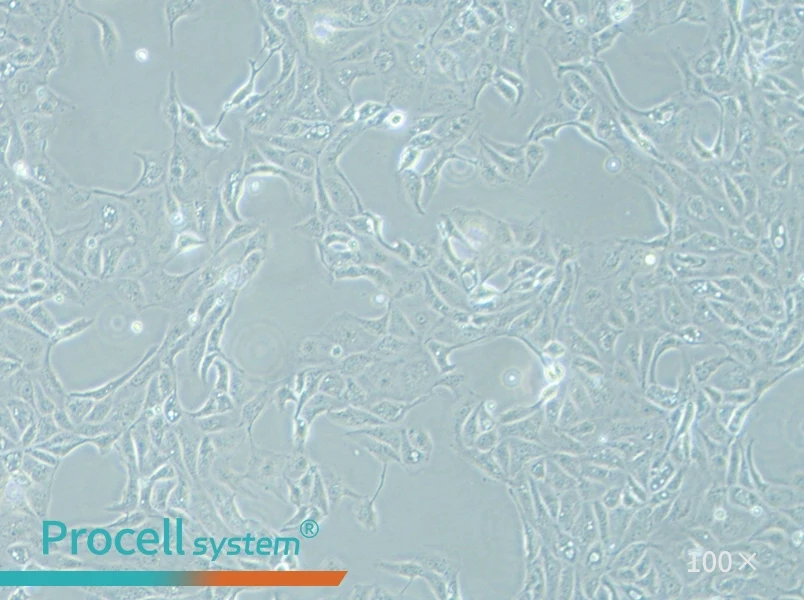 MDCK [NBL-2] Cell Complete Medium - 1