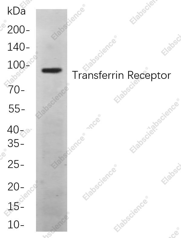 Recombinant Transferrin Receptor Monoclonal Antibody - 1