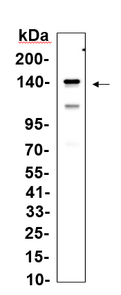 Recombinant MYPT1 Monoclonal Antibody-searchlist-1