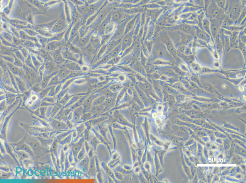 PK-15 Cell Complete Medium - small - 5