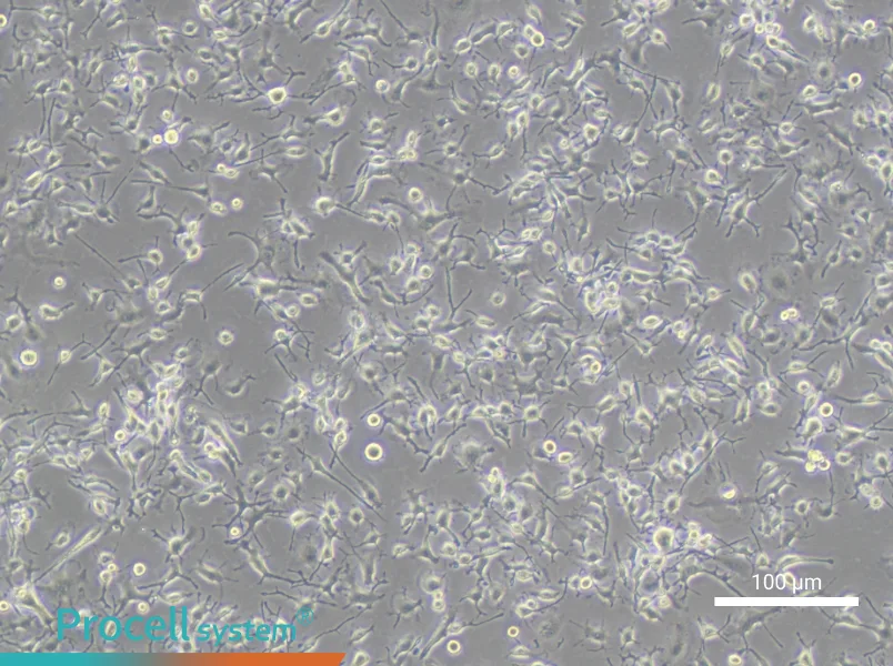 C8-B4 Cell Complete MediumC8-B4 Cell Complete Medium - 3