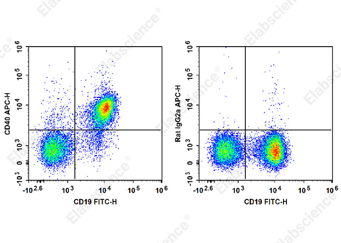 APC Anti-Mouse CD40 Antibody[FGK4.5/FGK45]-1