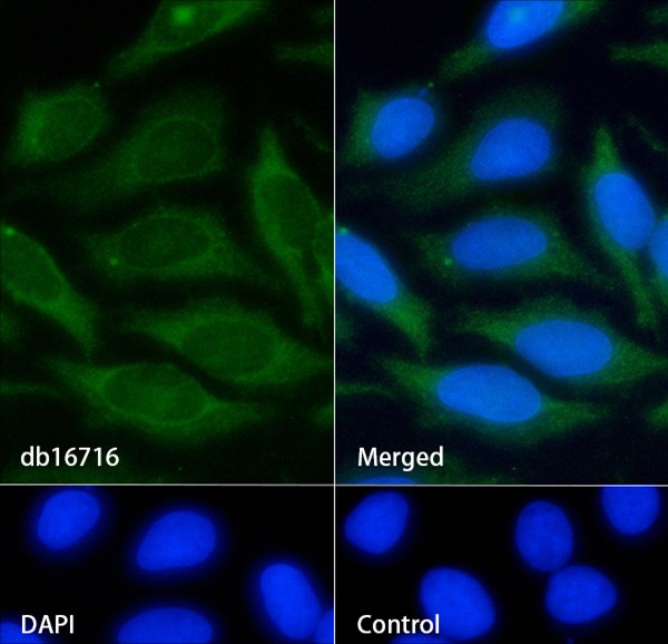 Recombinant ICAM-1/CD54 Monoclonal Antibody - 2
