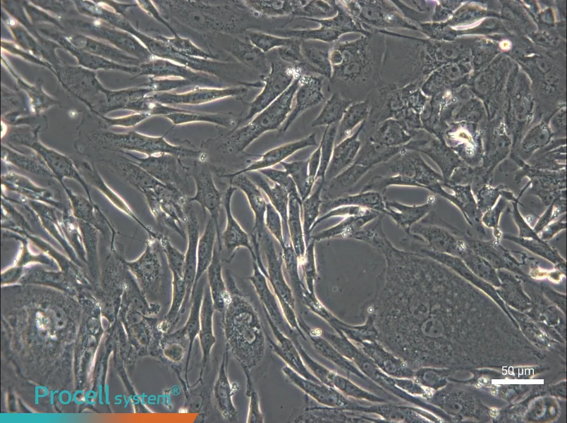 FRhK-4 Cell Complete Medium - small - 4