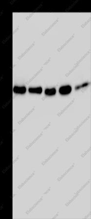 HSP40-4 Polyclonal Antibody - 1