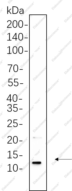 Recombinant Insulin Monoclonal Antibody - 1