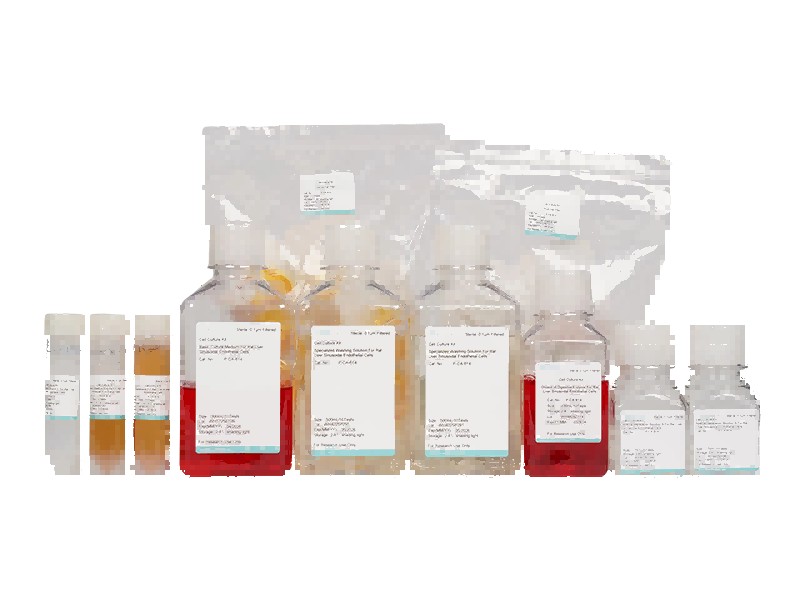 Rat Liver Sinusoidal Endothelial Cell Isolation and Culture KitRat Liver Sinusoidal Endothelial Cell Isolation and Culture Kit - 2