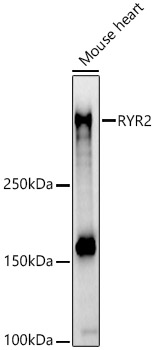 Western blot analysis of extracts of Mouse heart using RYR2 Polyclonal Antibody at 1:500 dilution.