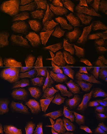 Immunofluorescence analysis of U-2 OS cells using SPTAN1 Polyclonal Antibody at dilution of  1:100. Blue: DAPI for nuclear staining.