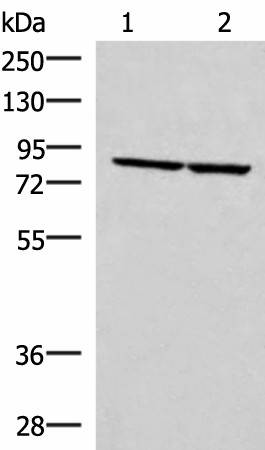 Western blot analysis of PC3 and NIH/3T3 cell lysates  using ABLIM3 Polyclonal Antibody at dilution of 1:400