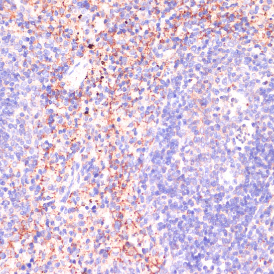 Immunohistochemistry of paraffin-embedded Mouse spleen using RAP1A Polyclonal Antibody at dilution of 1:100 (40x lens).
