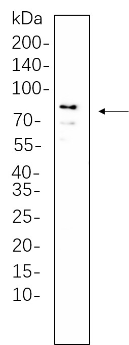 Recombinant DDX4 Monoclonal Antibody-searchlist-1