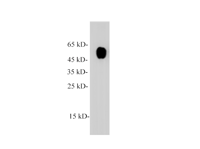 Western blot of Zebrafish whole lysates with anti-TUBA polyclonal antibody at dilution of 1:1000.