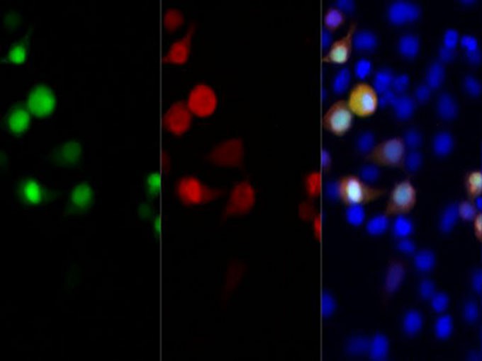 Immunofluorescent analysis of 293F cells transfected with Myc-Tag fusion protein, using anti-Myc-Tag rabbit monoclonal antibody at dilution of 1:200.