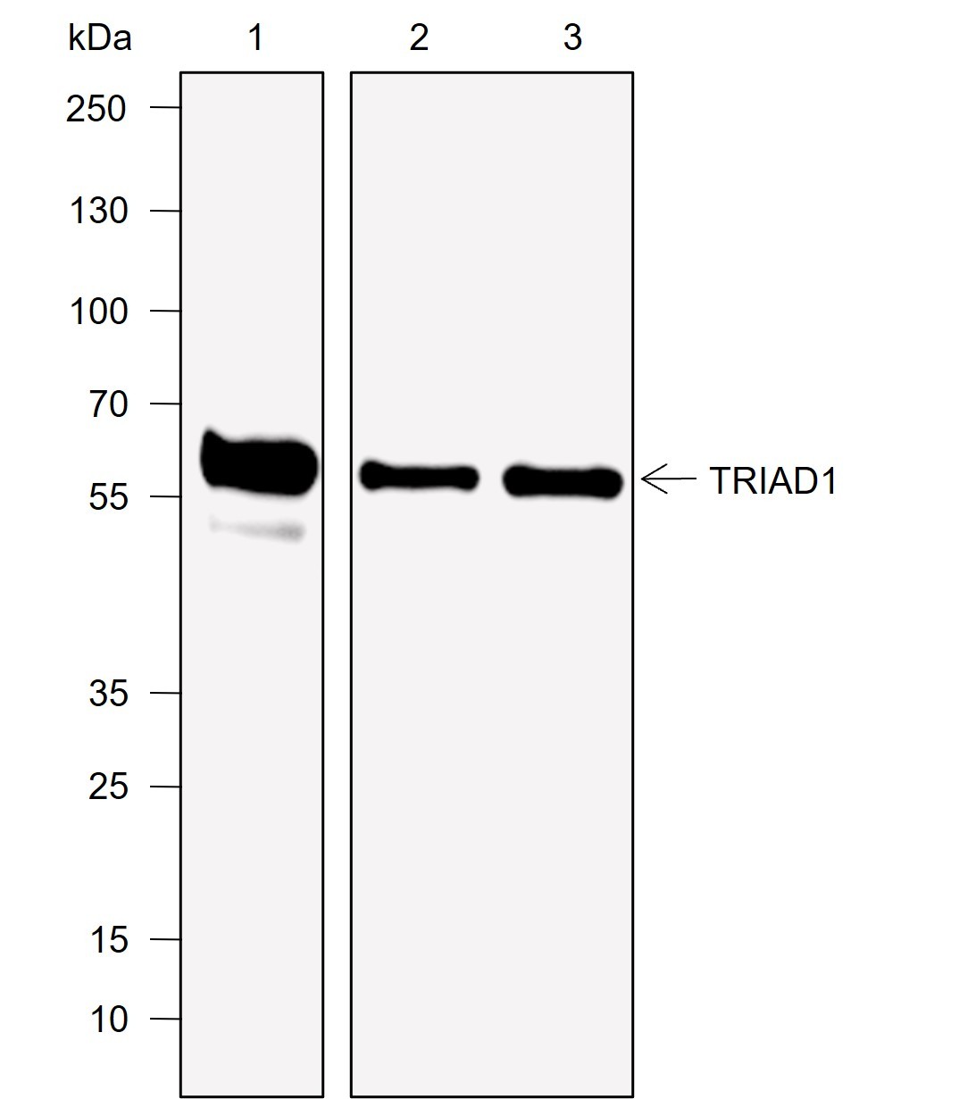 Recombinant TRIAD1 Monoclonal Antibody-searchlist-1
