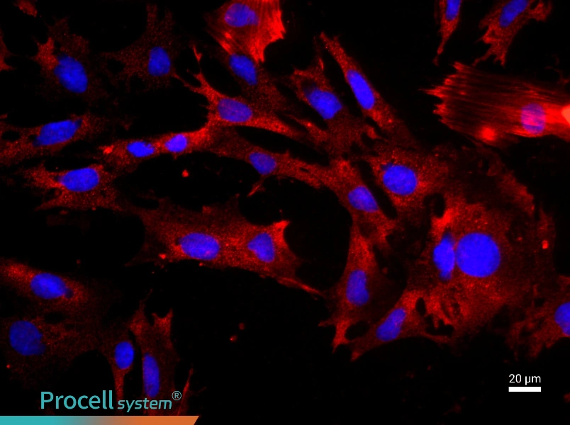 Rat Gastric Smooth Muscle CellsRat Gastric Smooth Muscle Cells - 2