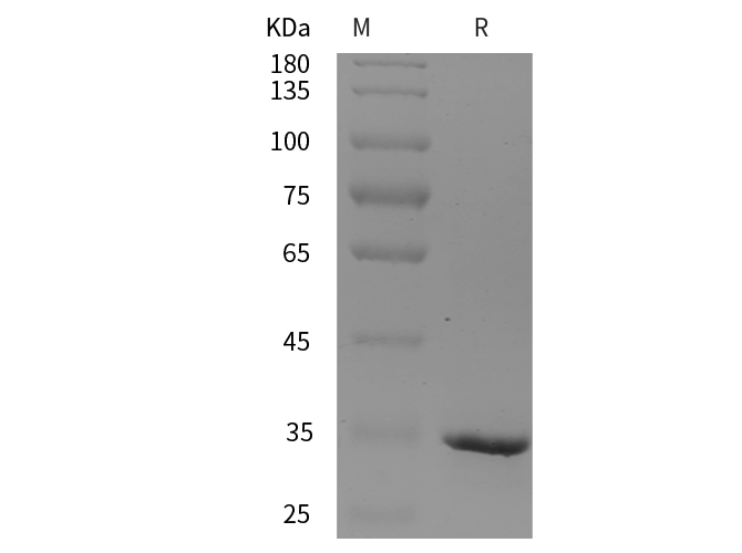 Recombinant Rat IL-17A Protein(Halo Tag)-产品推荐-1