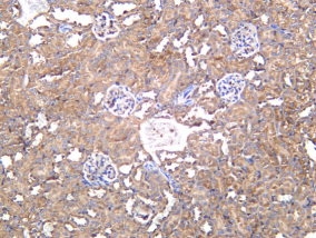 Recombinant XDH Monoclonal Antibody - 2