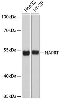 Western blot analysis of extracts of various cell lines using NAPRT Polyclonal Antibody at dilution of 1:3000.