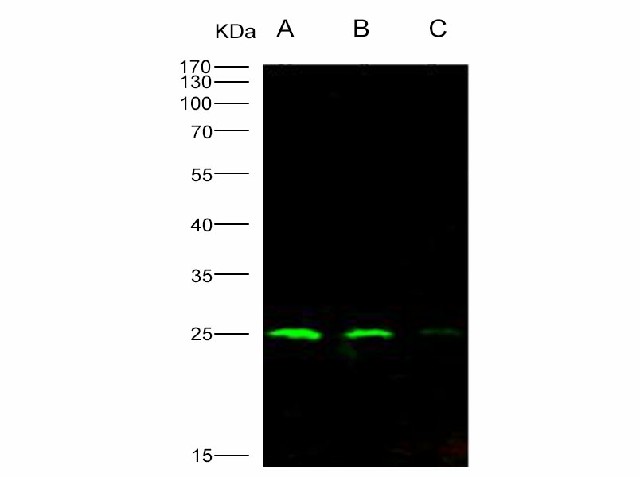 Western Blot analysis of Recombinant HIV-1 p24 Protein (group M, subtype B, strain 92418) (His Tag)(PKSV030191 with 10ng, 5ng and 1ng ) using Anti-HIV-1 p24 Protein(group M, subtype B, strain 92418) Polyclonal Antibody at dilution of 1:1000.