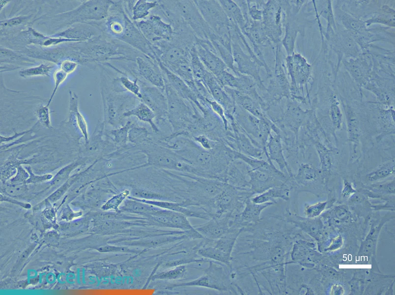 Mouse Brain Fibroblast Complete Medium - 4