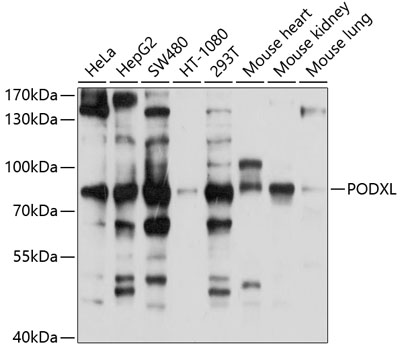 Western blot analysis of extracts of various cell lines using PODXL Polyclonal Antibody at 1:1000 dilution.