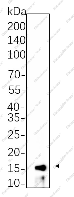 Recombinant Phospho-Histone H3 (Thr3) Monoclonal Antibody - 1