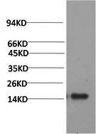 Western Blot analysis of Human serum using TTR Monoclonal Antibody at dilution of 1:2000.