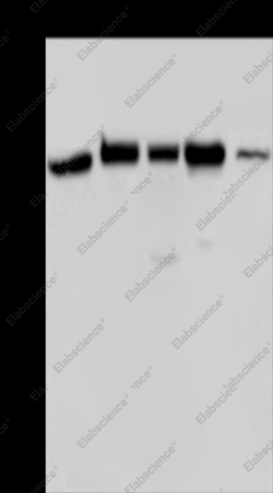 AGFG1 Polyclonal Antibody - 1