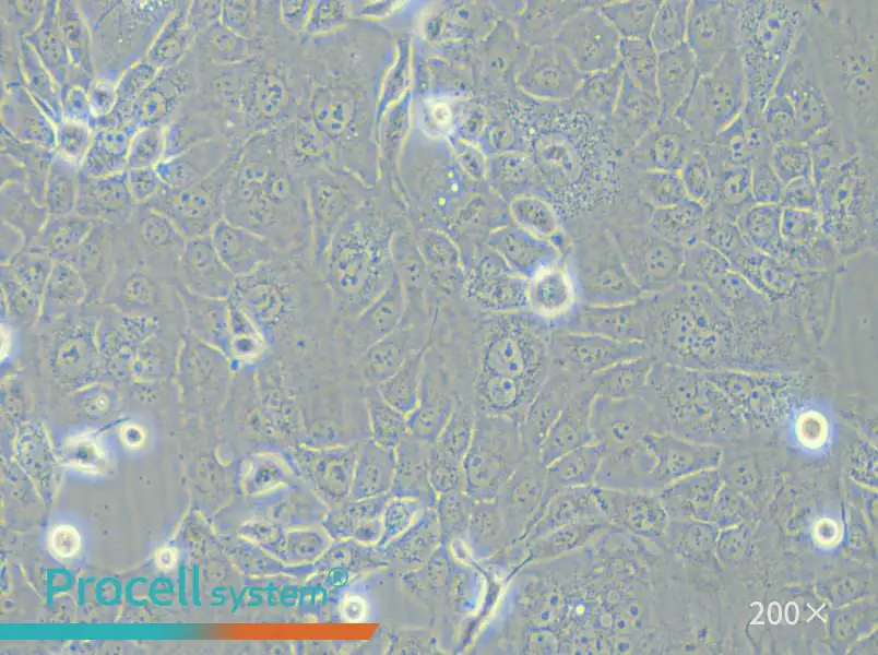 HCC-78 Cell Complete Medium - 4