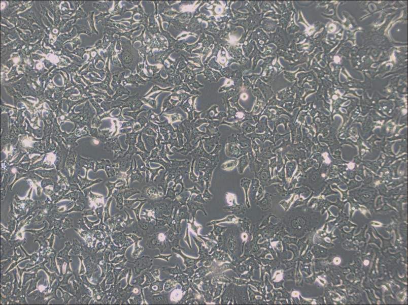 HCC1954 Cell Complete MediumHCC1954 Cell Complete Medium - 3