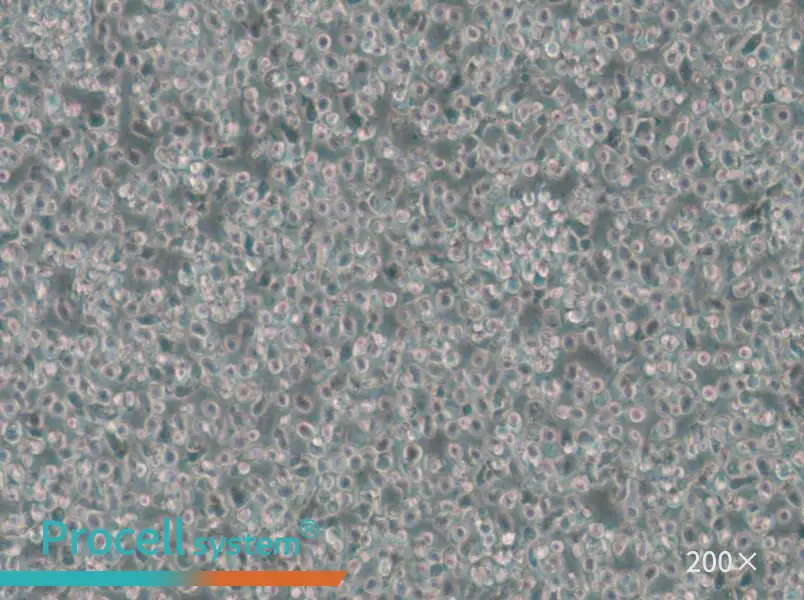 T2 Cell Complete Medium - small - 4