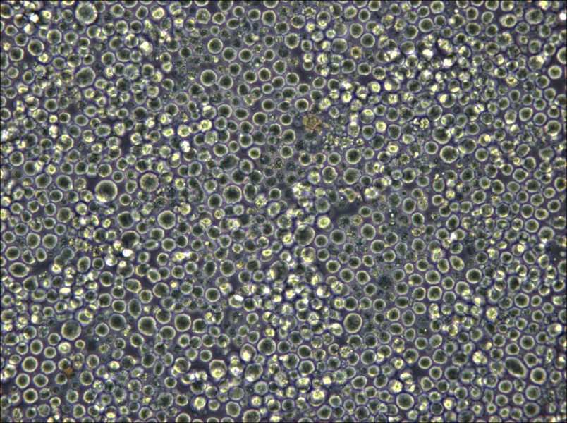 W6/32 Cell Complete Medium - 5