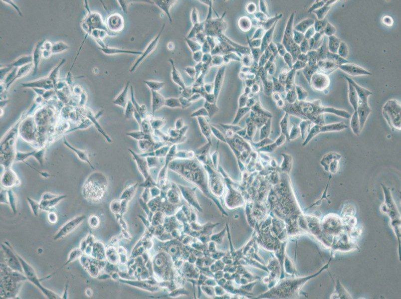 E0771 Cell Complete Medium - small - 5