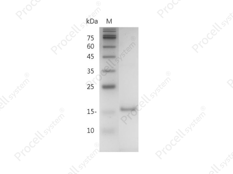 IL-10/B-TCGF/CSIF/TGIF, Mouse, Recombinant