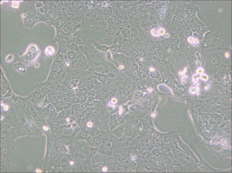 Capan-1 Cell Complete Medium - small - 4