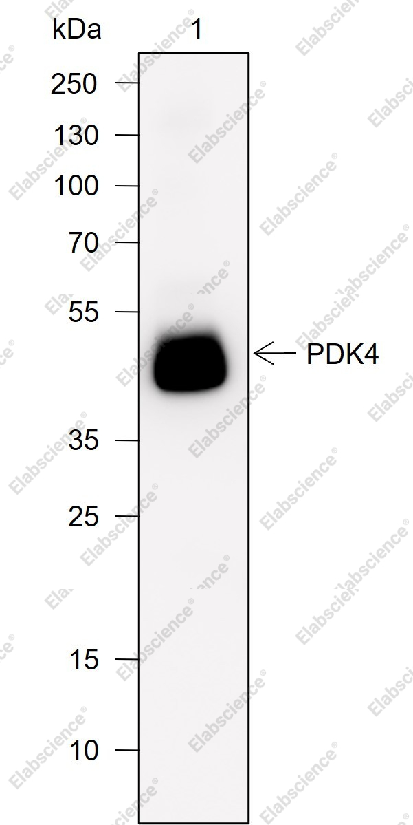 Recombinant PDK4 Monoclonal Antibody - 2