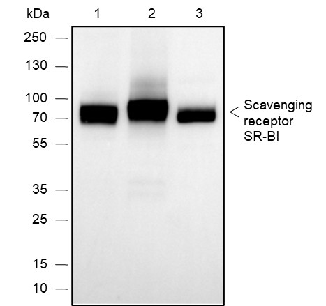 Recombinant Scavenging Receptor SR-BI Monoclonal Antibody-searchlist-1