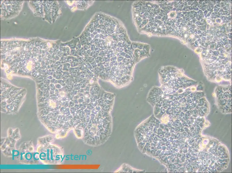 NCI-H1944 Cell Complete Medium - small - 4