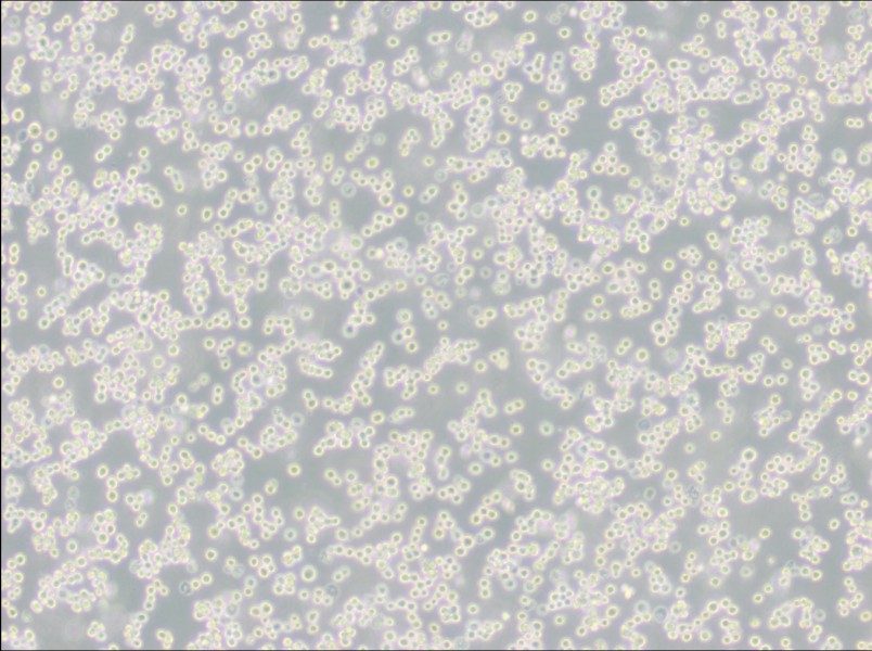 LLC-WRC 256 [Walker 256] Cell Complete MediumLLC-WRC 256 [Walker 256] Cell Complete Medium - 2